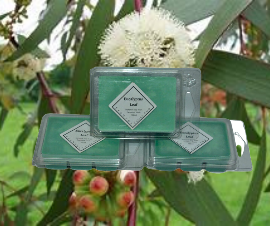 Eucalyptus Wax Melts