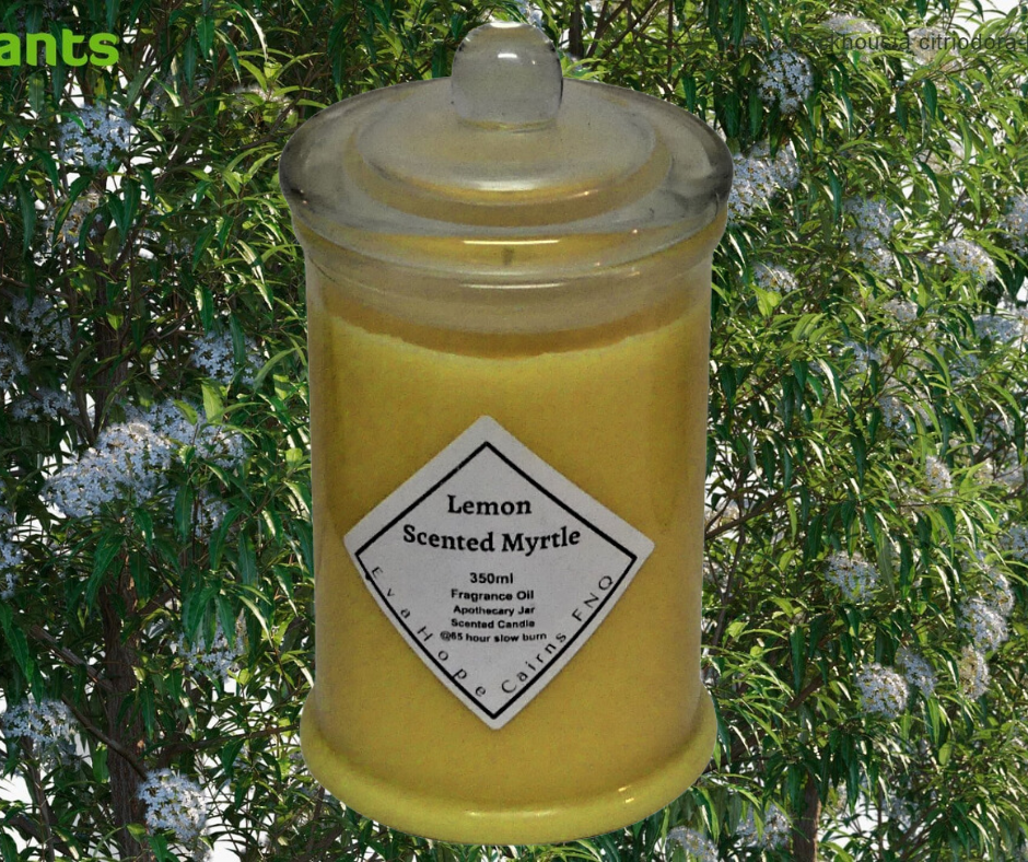 Lemon Scented Myrtle 350ml Natural Soy Wax. @ 65hr slow burn