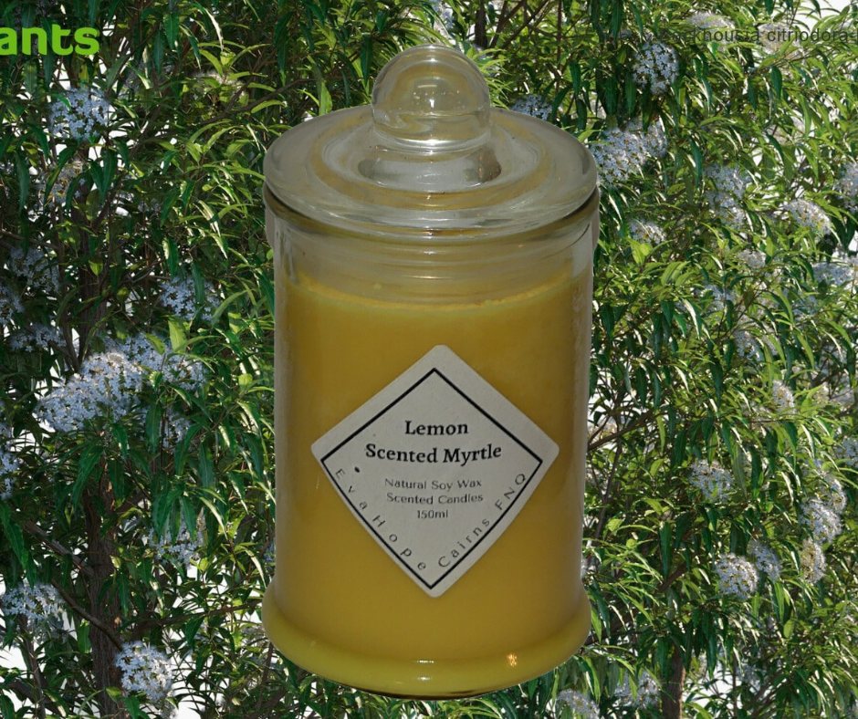 Lemon Scented Myrtle 150ml Fully Scented, Natural Soy Wax. @ 30 hr slow burn