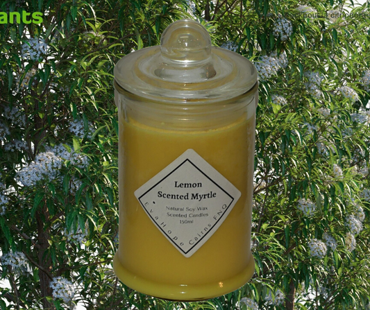 Lemon Scented Myrtle 150ml Fully Scented, Natural Soy Wax. @ 30 hr slow burn