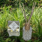 Wild Lemongrass150ml Reed Diffuser