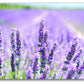 Lavender 150ml Reed Diffuser