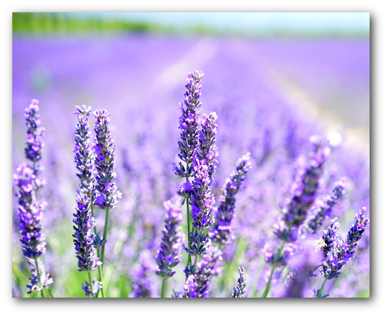 Lavender 150ml Reed Diffuser