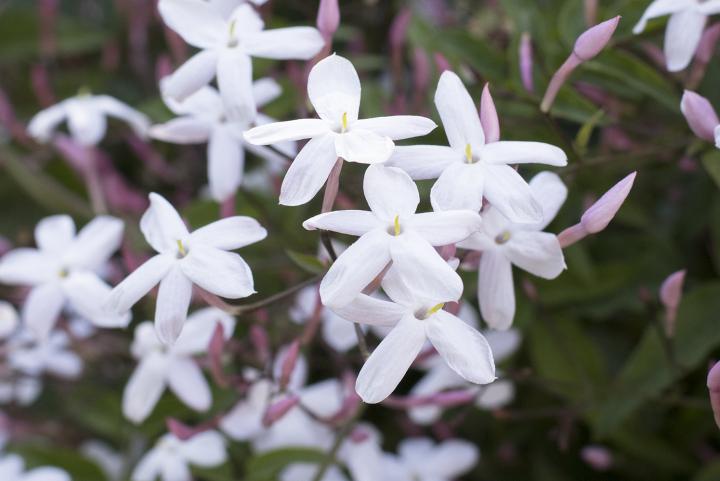 Jasmine Diffuser 150ml